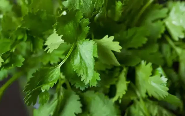 cilantro