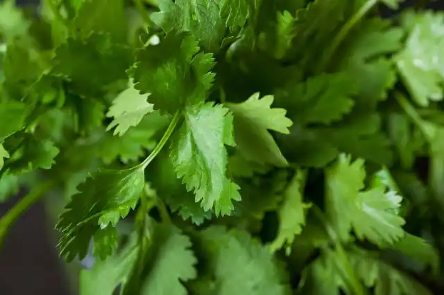 cilantro
