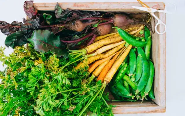 harvested vegetables cool season