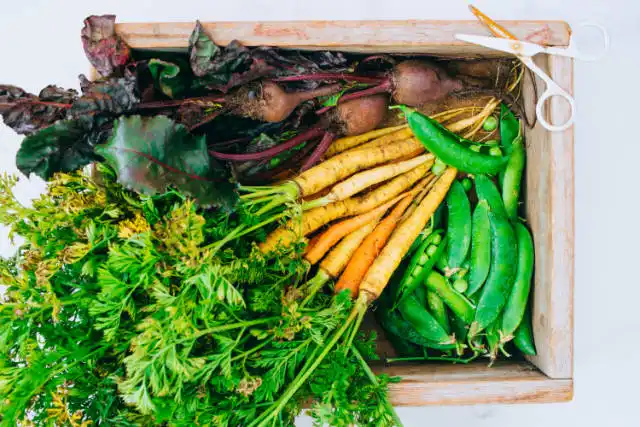 harvested vegetables cool season