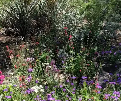 desert garden