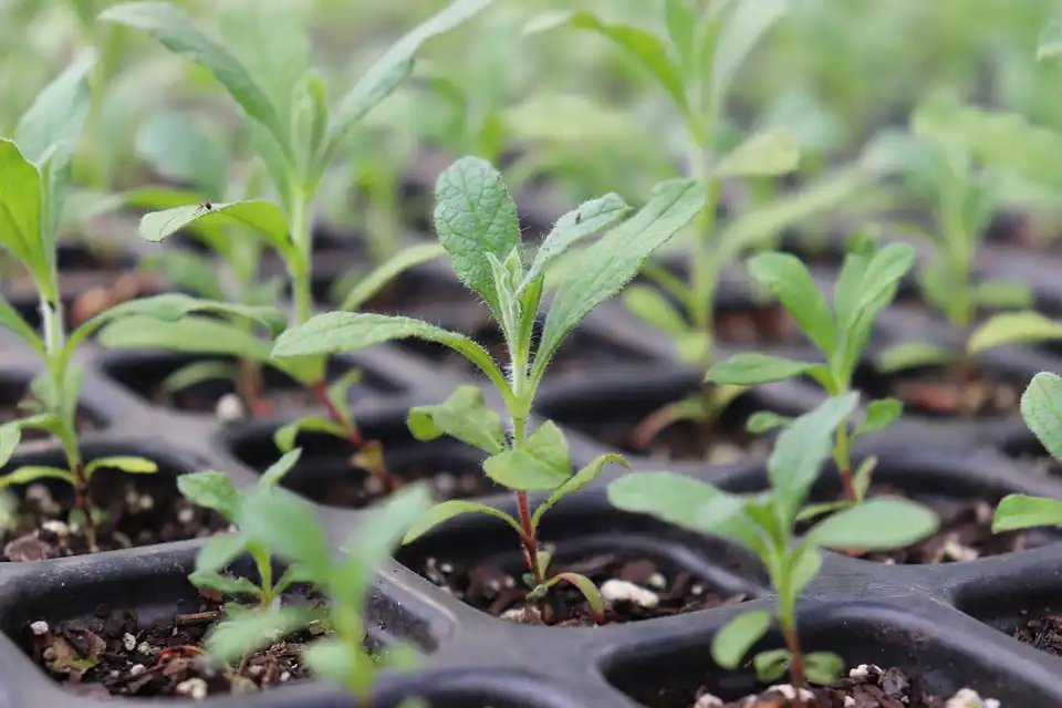 seedlings in tray