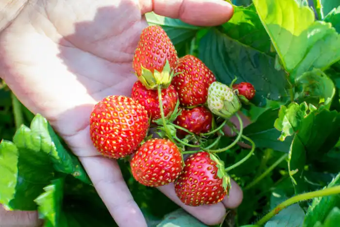 picking strawberries