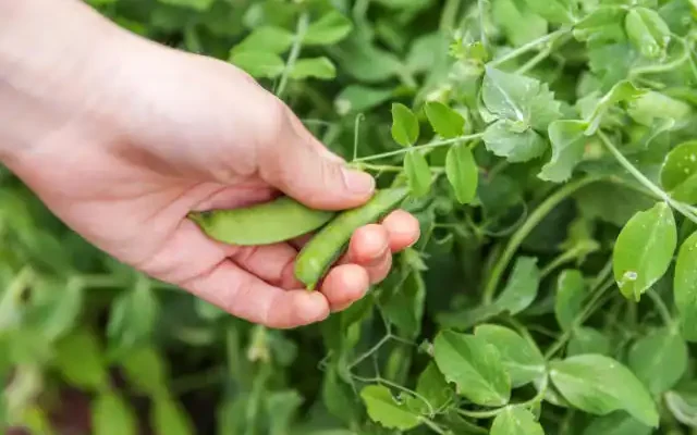 picking fresh peas