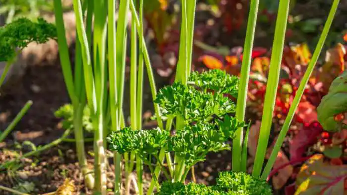 parsley and onions growing in the garden