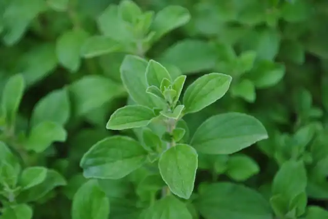 oregano plant
