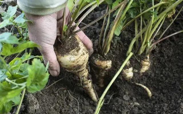 parsnips
