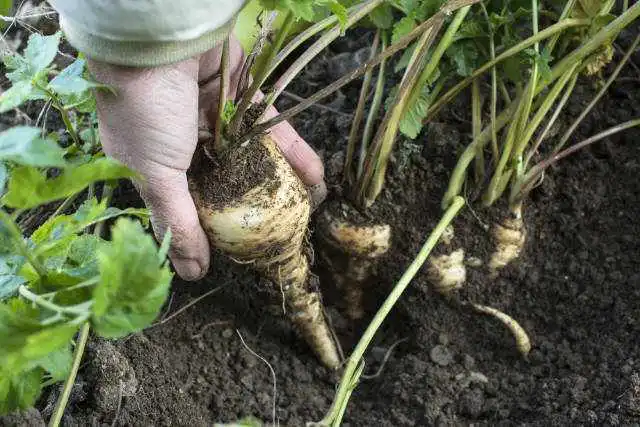 parsnips