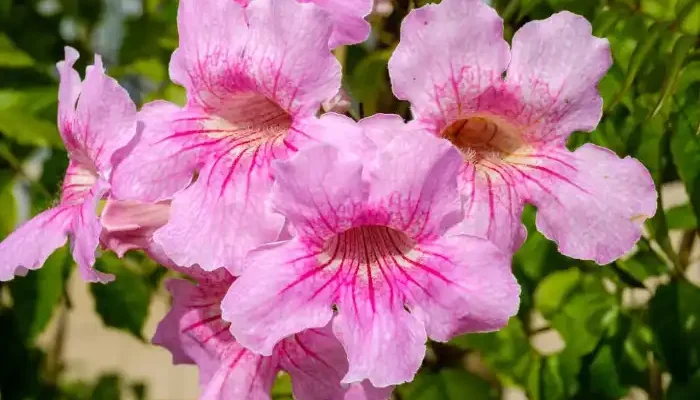 pink trumpet vine