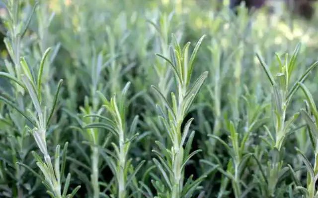 rosemary