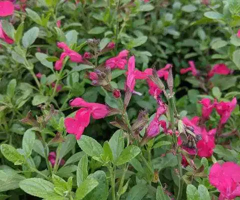pink salvia