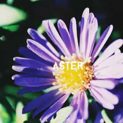 aster