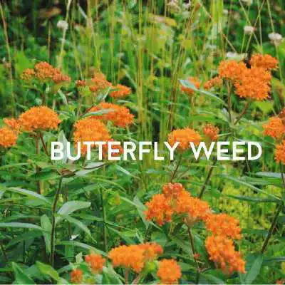 butterfly weed