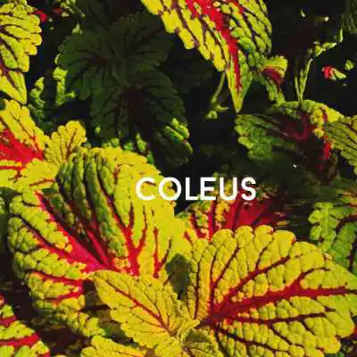 coleus