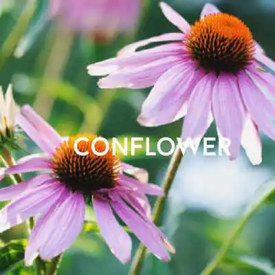 coneflower
