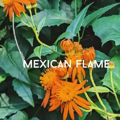 mexican flame