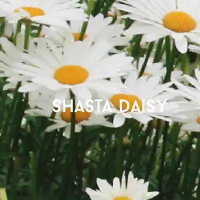 shasta daisy