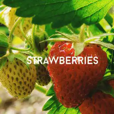 ripening strawberries