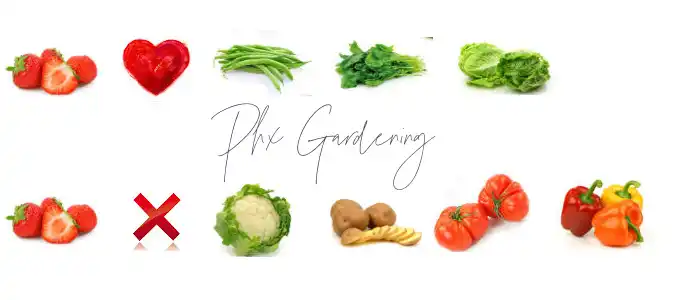 companionship planting with strawberries