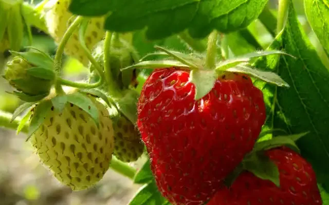 ripe and unripe strawberries on a plant