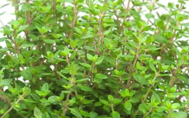 thyme plant