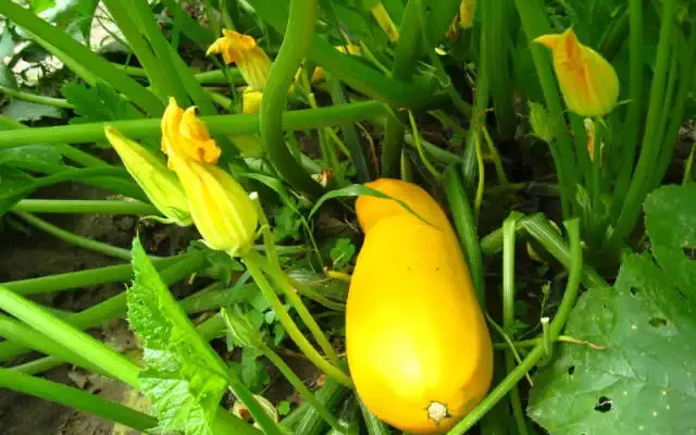 yellow squash