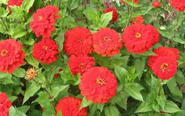 red zinnias
