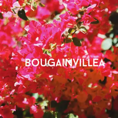 Bougainvillea