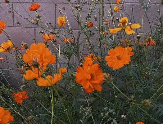 cosmos