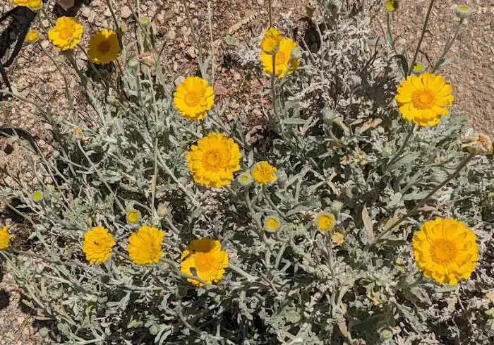 desert marigold