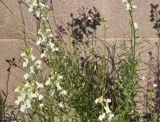 sweet peas in bloom