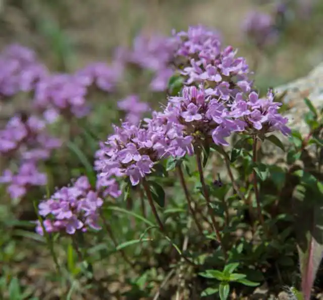 flowering thyme