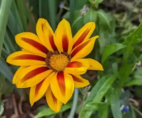 african daisy ganzania