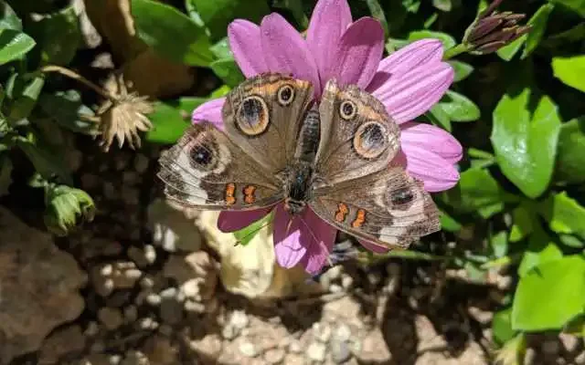 butterfly garden