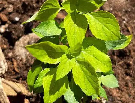 basil cutting transplant