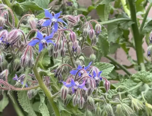 borage