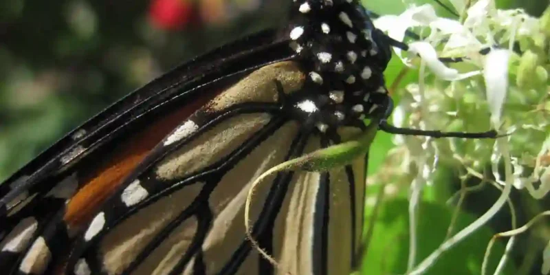 butterfly on a white flower