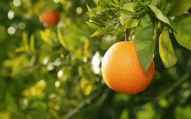 ripe orange on tree