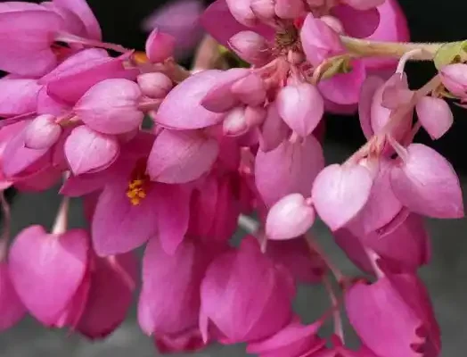 coral pea blooms