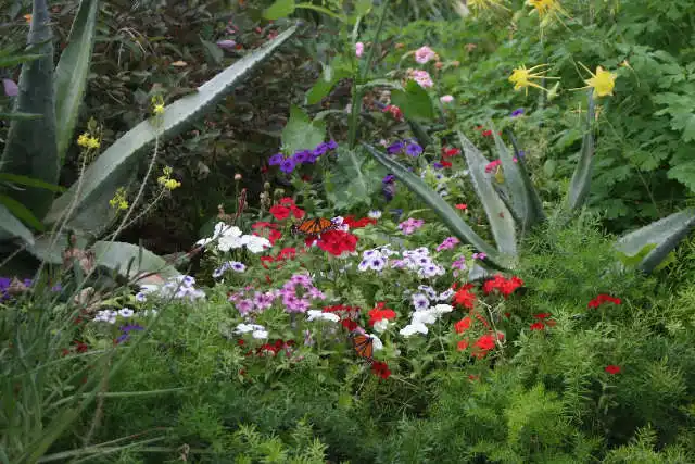 Desert Butterfly Garden