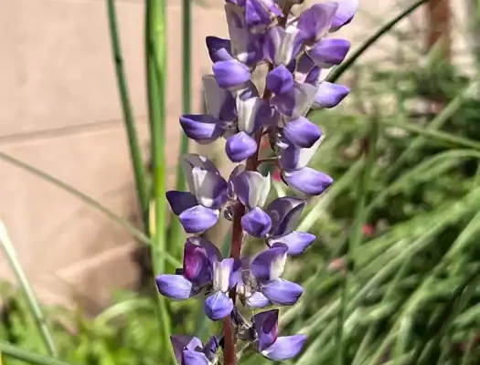 desert lupine flower