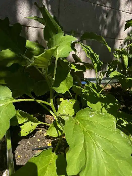 eggplant leaves