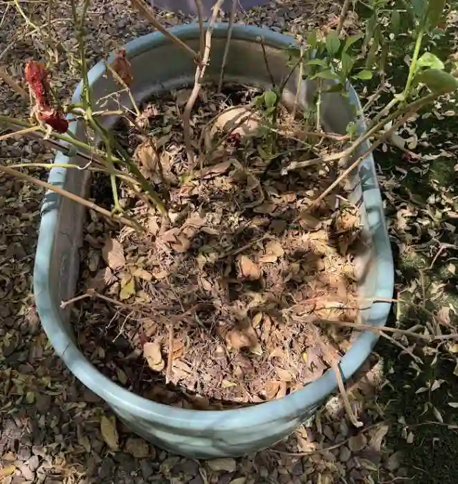 garden challenges