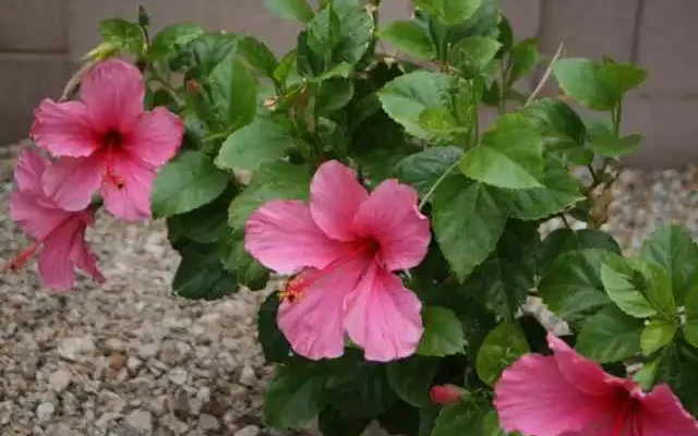 hibiscus
