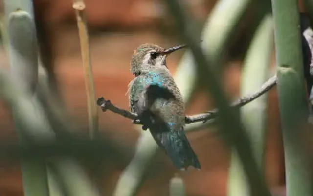 hummingbird in Tucson