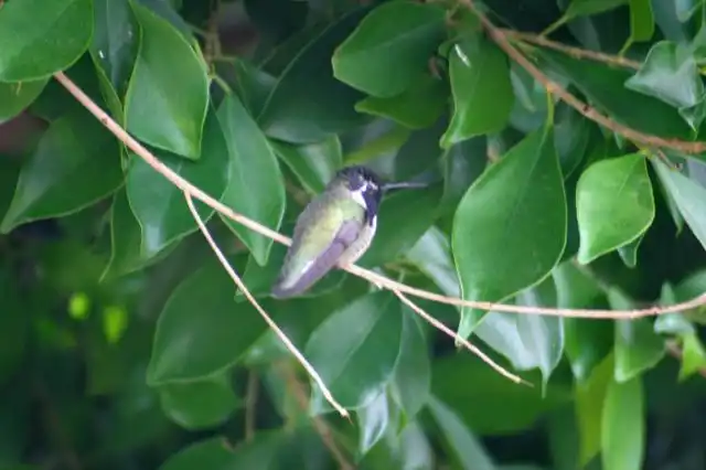 hummingbird in ficus tree