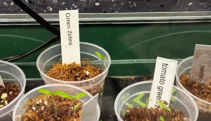 indoor seedlings