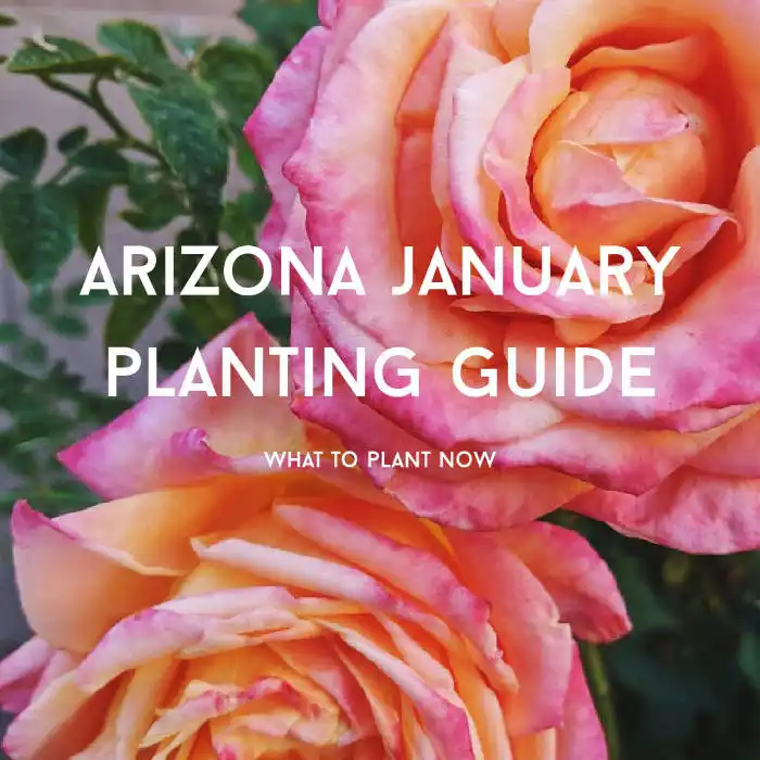 january arizona planting guide