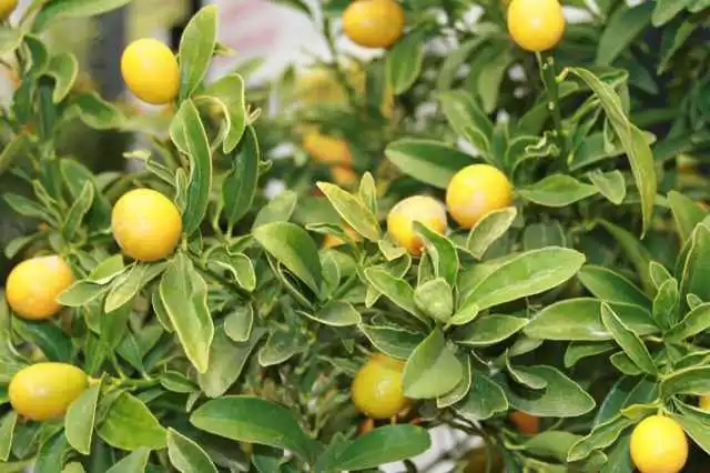 lemon tree