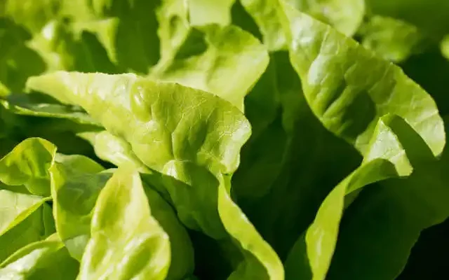 lettuce